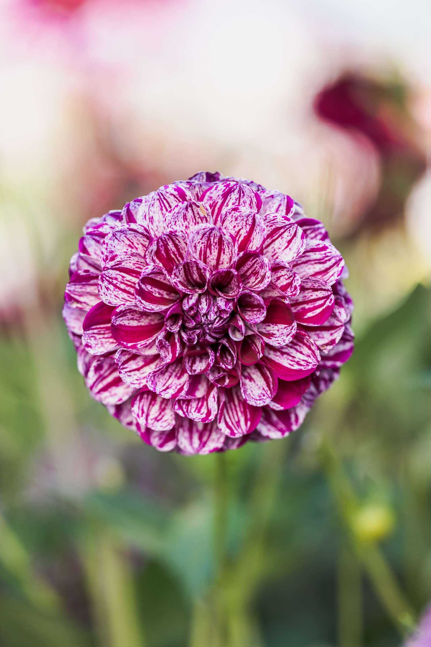 Dahlia 'Marble Ball'